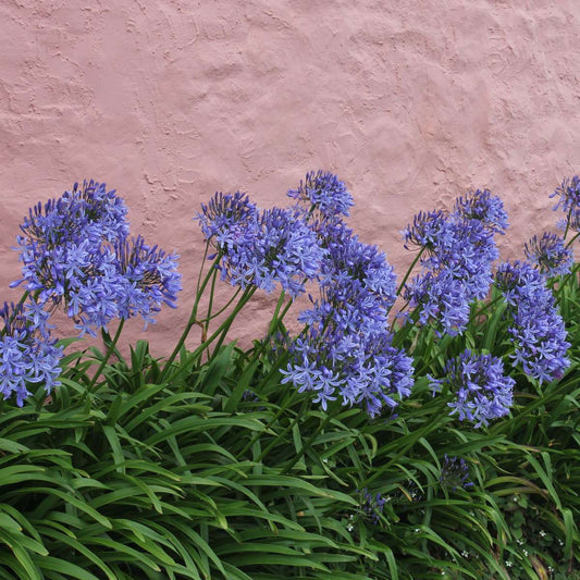 African Lily - 2 pcs. - Agapanthus 'Superb Blue' - Height 30-45cm - ⌀14cm