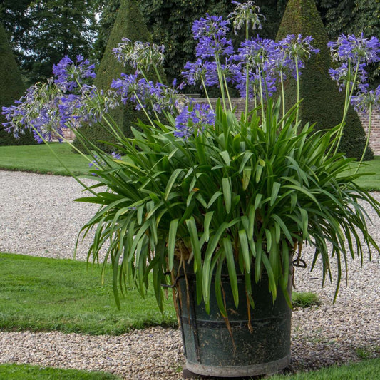 African Lily - Agapanthus 'Superb Blue' - Height 30-45cm - ⌀14cm