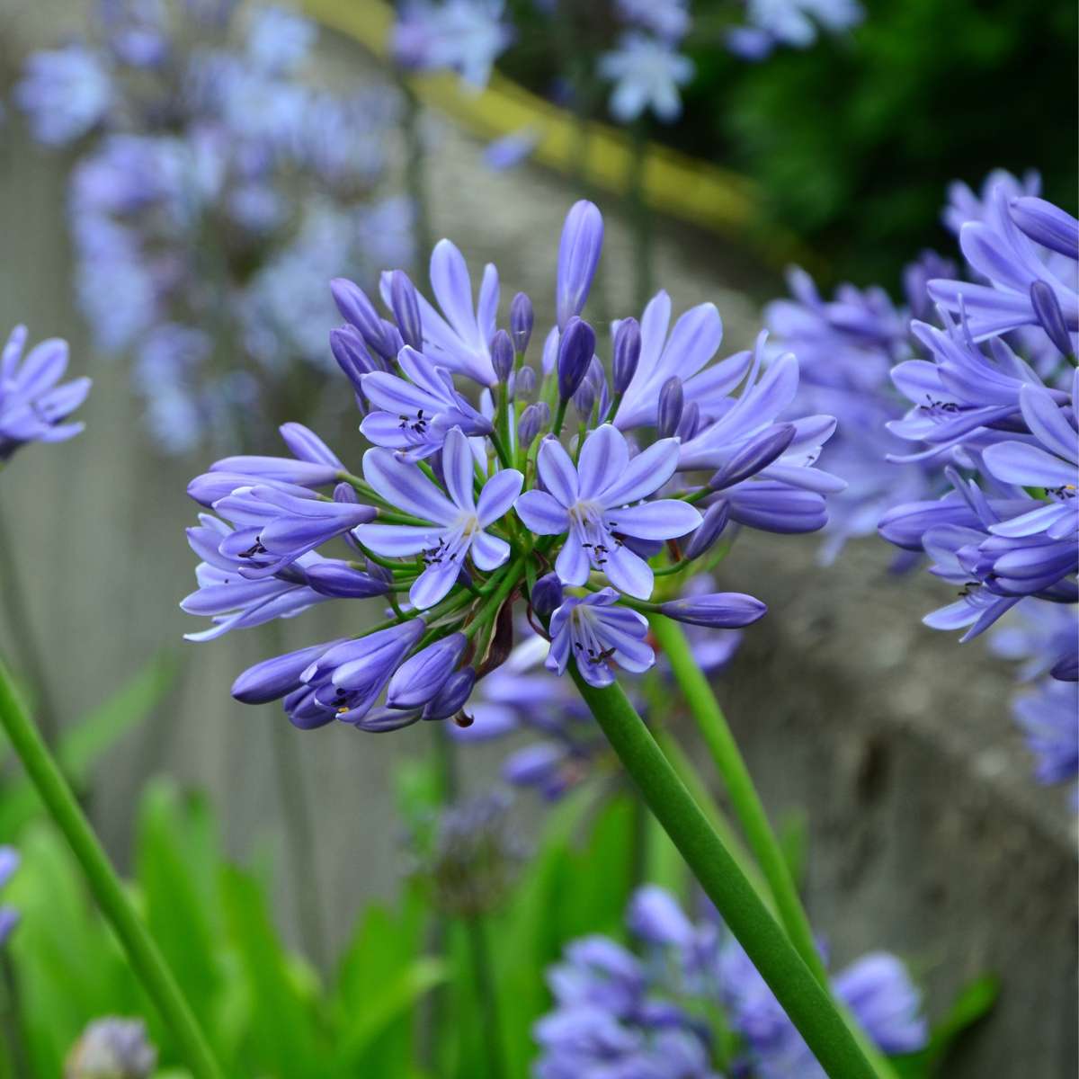 African Lily - 2 pcs. - Agapanthus 'Superb Blue' - Height 30-45cm - ⌀14cm