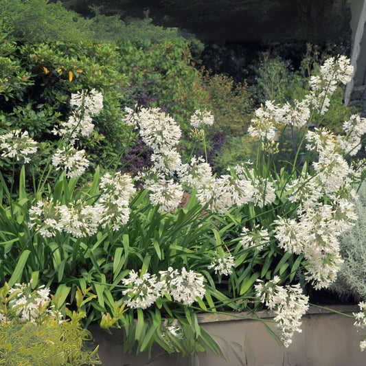 African Lily - 2 pcs. - Agapanthus 'Superb White' - Height 30-45cm - ⌀14cm