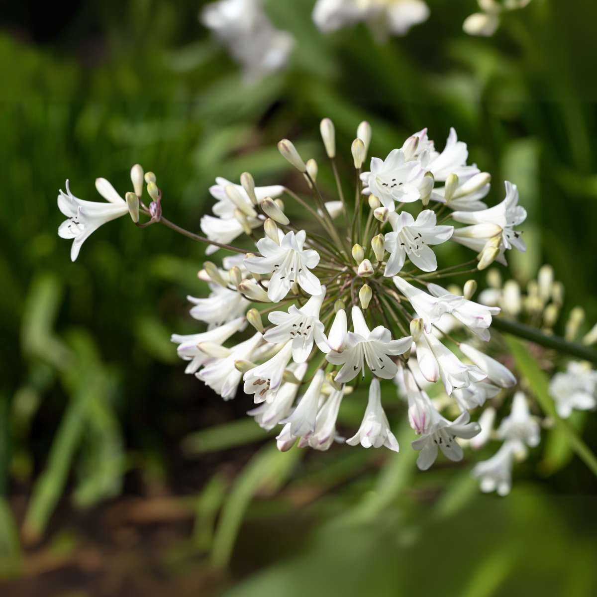 African Lily - 2 pcs. - Agapanthus 'Superb White' - Height 30-45cm - ⌀14cm