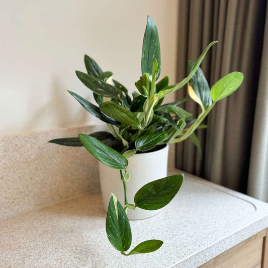 Sweetheart Plant - Philodendron Cobra - Height 55-65cm - ⌀19cm
