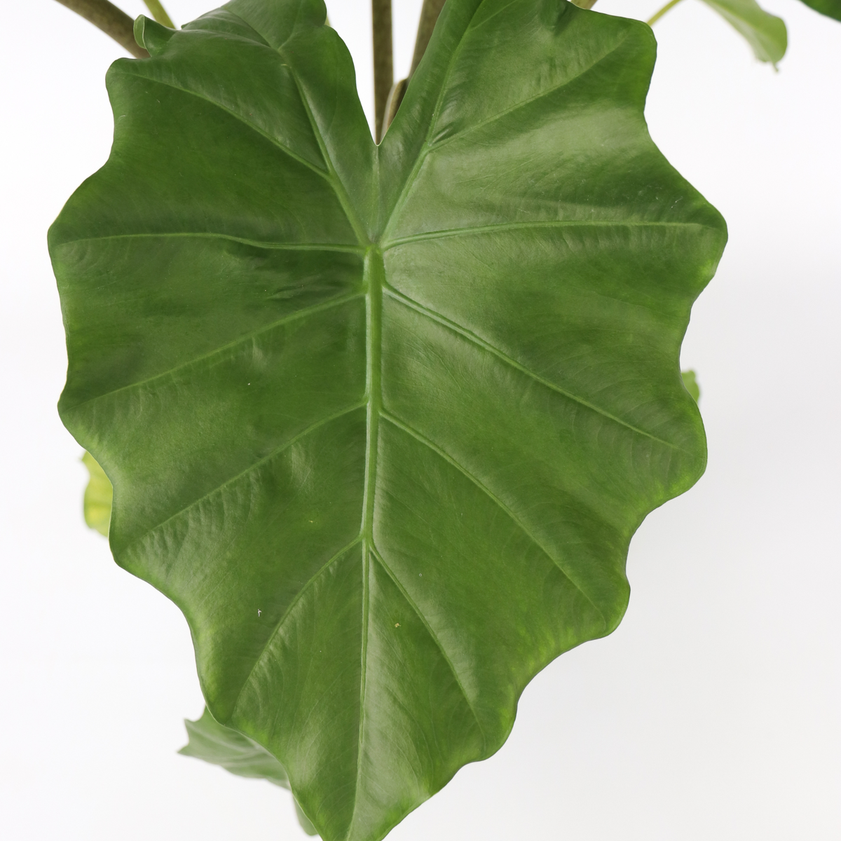 Elephant's Ear - Alocasia Portodora - Height 80-90cm - ⌀21cm