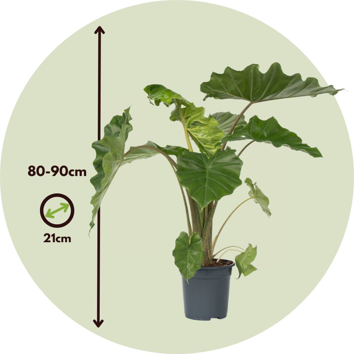 Elephant's Ear - Alocasia Portodora - Height 80-90cm - ⌀21cm