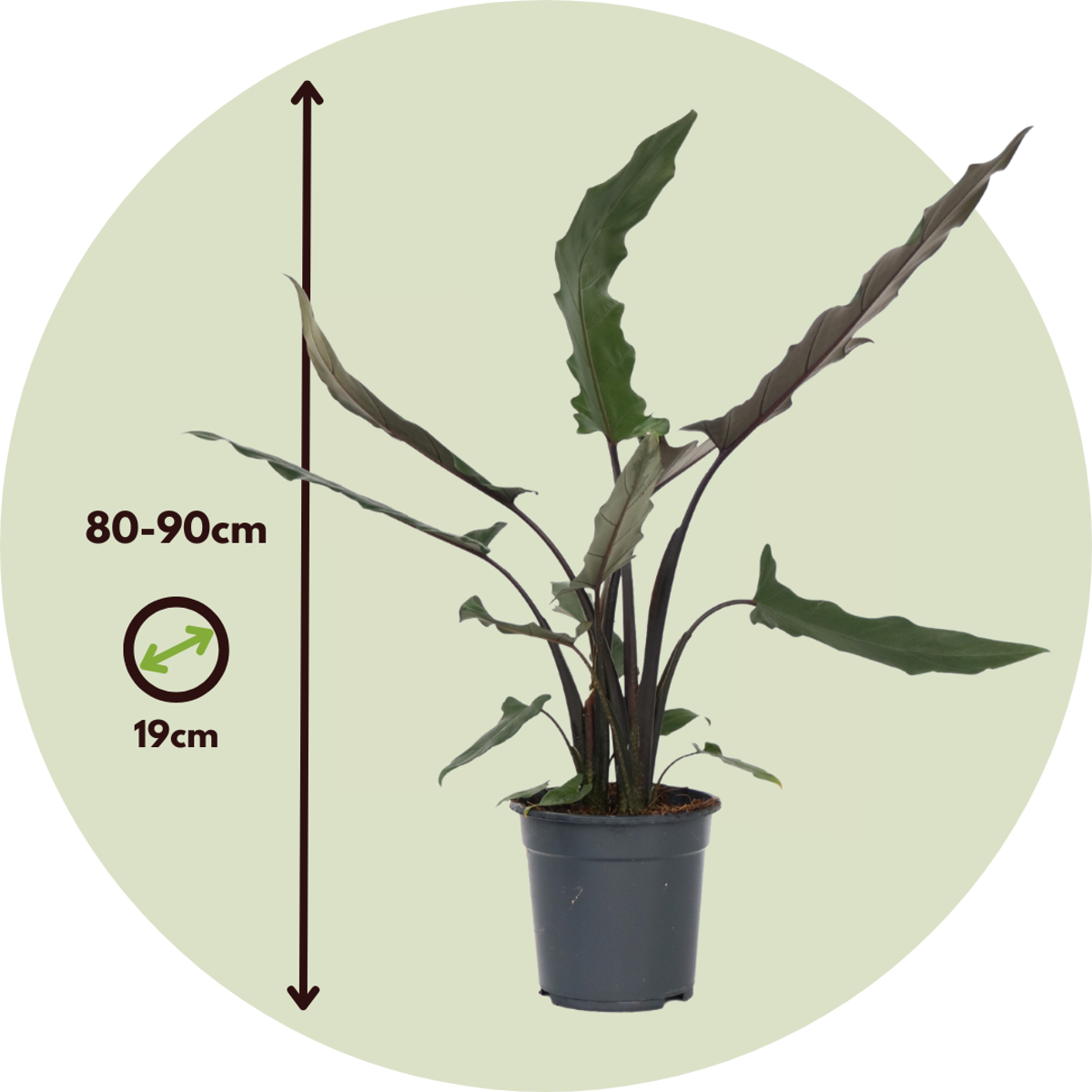 Elephant's Ear - Alocasia Lauterbachiana - Height 80-90cm - ⌀19cm