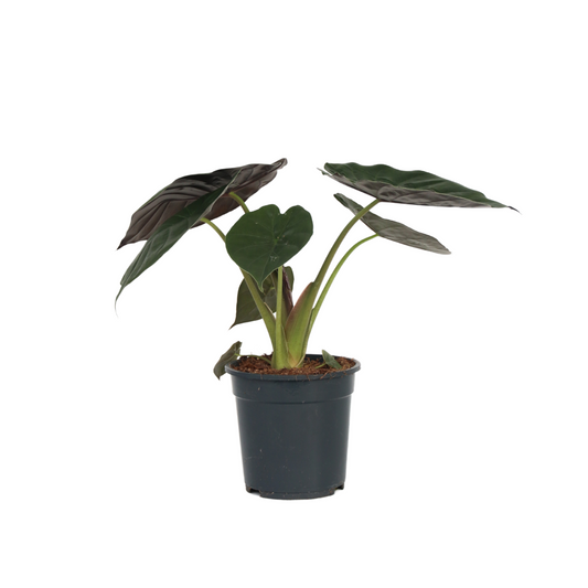 Elephant's Ear - Alocasia Wentii - Height 70-80cm - ⌀19cm