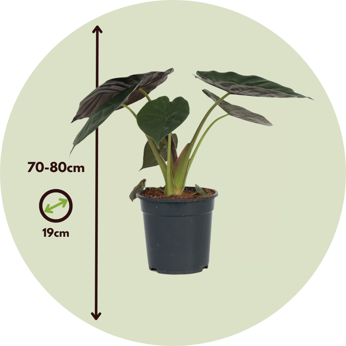 Elephant's Ear - Alocasia Wentii - Height 70-80cm - ⌀19cm