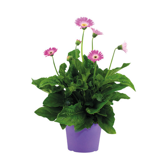 Gerbera garvinea - Purple - Height 45-60cm - ⌀19cm