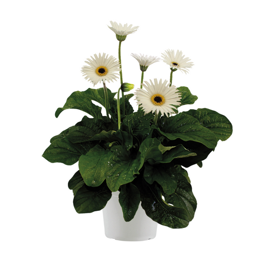 Gerbera garvinea - White - Height 45-60cm - ⌀19cm