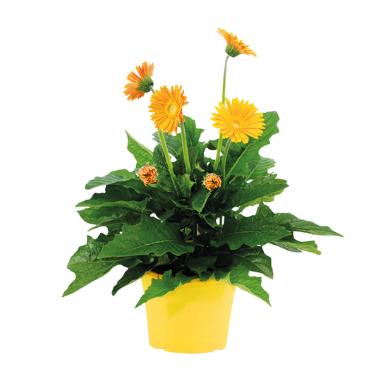 Gerbera garvinea - Yellow - Height 45-60cm - ⌀19cm