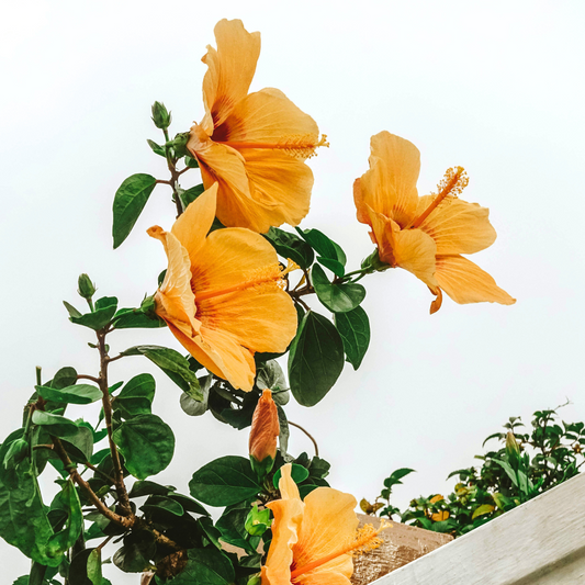 Chinese rose - Hibiscus rosa-sinensis - Orange - Height 40-50cm - ⌀17cm