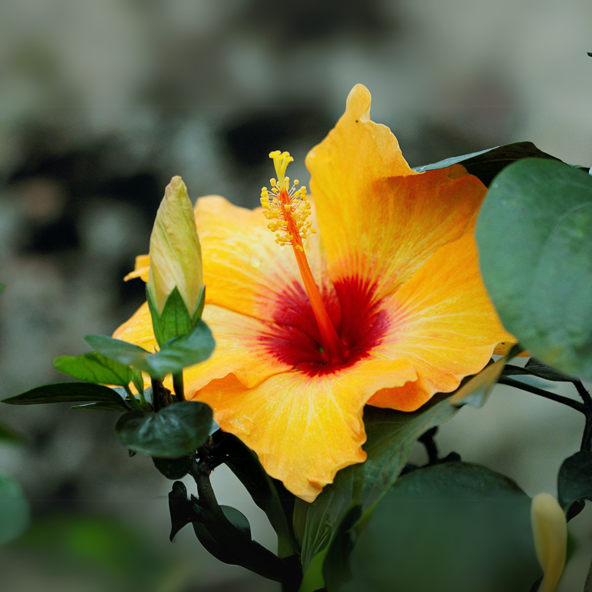 Chinese rose - Hibiscus rosa-sinensis - Orange - Height 40-50cm - ⌀17cm