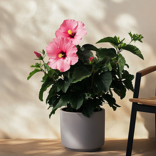 Chinese rose - Hibiscus rosa-sinensis - Pink - Height 40-50cm - ⌀17cm