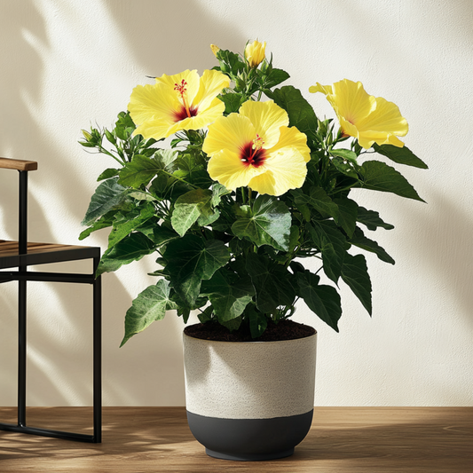 Yellow Chinese Hibiscus - Hibiscus rosa-sinensis - Height 40-50cm - ø17cm