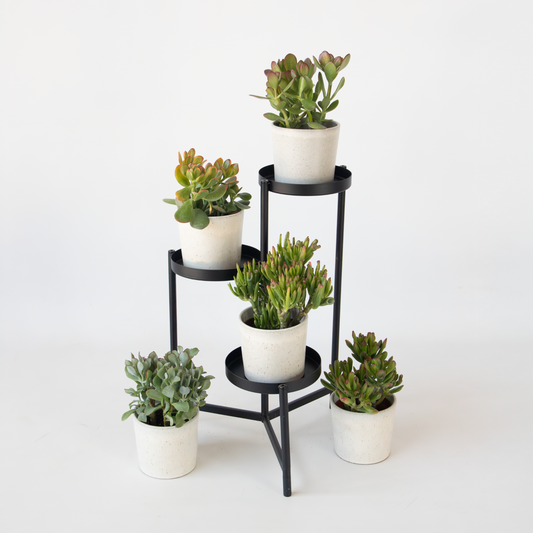 Money Tree - Mix of 5 Crassula ovata - Height 10-25 cm - Pot 12 cm