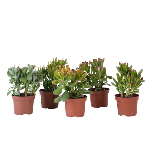 Money Tree - Mix of 5 Crassula ovata - Height 10-25 cm - Pot 12 cm