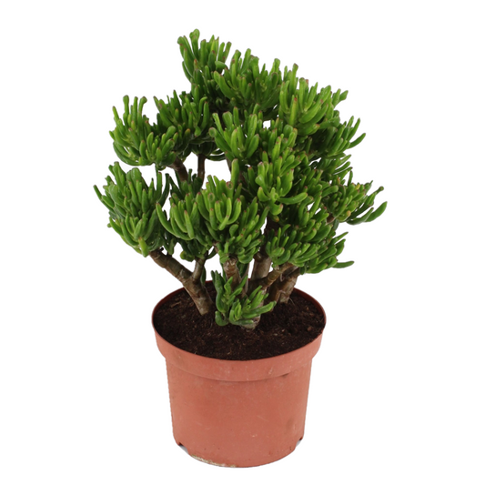 Jade plant - Crassula ovata 'Hobbit' - Height 45-50cm - ⌀23cm