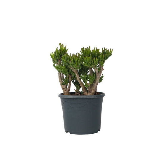 Jade plant - Crassula ovata 'Hobbit' - Height 55-60cm - ⌀30cm