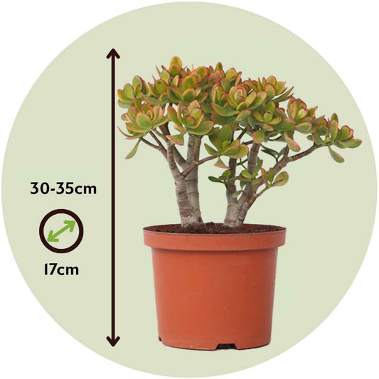 Jade plant - Crassula ovata 'Sunset' - Height 30-35cm - ⌀17cm