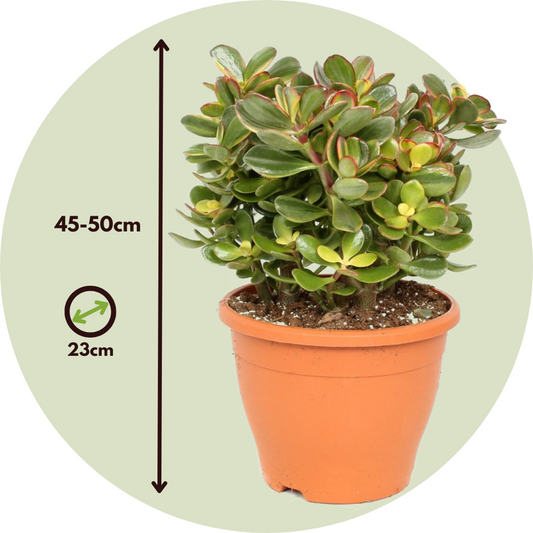 Jade plant - Crassula ovata 'Sunset' - Height 45-50cm - ⌀23cm