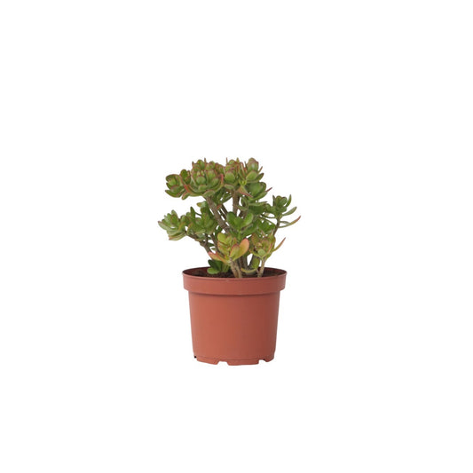 Jade plant - Crassula ovata 'Minor' - Height 45-50cm - ⌀23cm