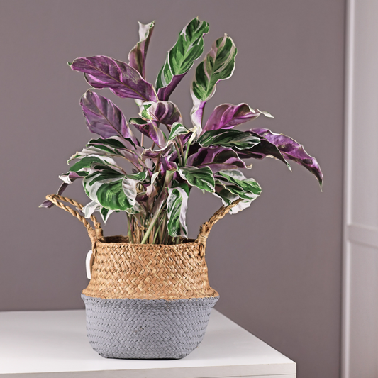 Prayer Plant - 2 pcs. - Calathea Lietzei 'White Fusion' - Height 30-40cm - ⌀14cm