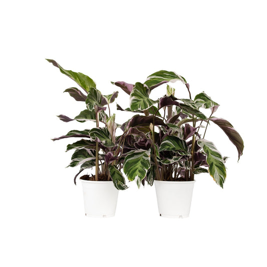 Prayer Plant - 2 pcs. - Calathea Lietzei 'White Fusion' - Height 30-40cm - ⌀14cm