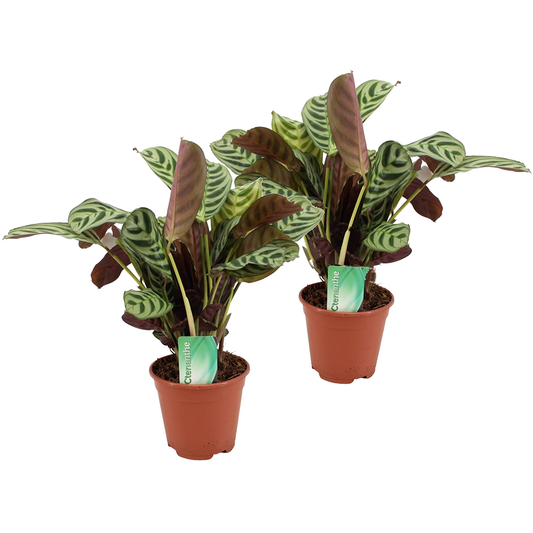 Never Never Plant - 2 pcs. - Ctenanthe 'burle-marxii' - Height 30-40cm - ⌀14cm