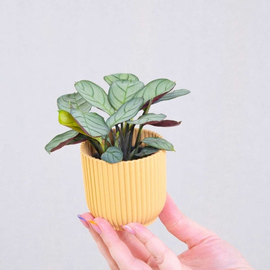 Never Never Plant - Ctenanthe burle-marxii 'Amagris' - Height 25-35cm - ⌀14cm