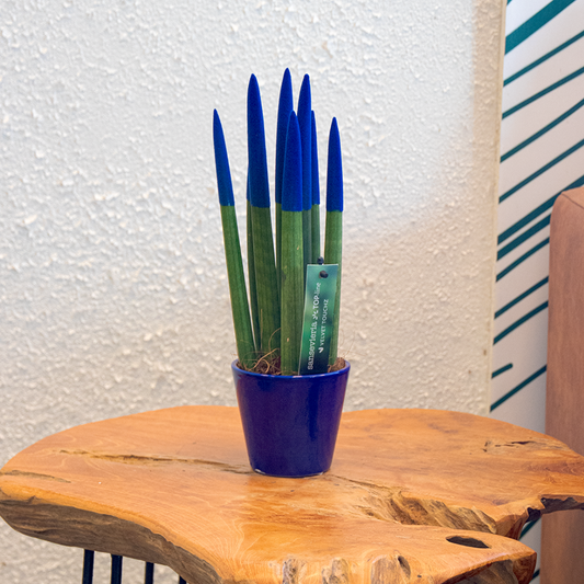 Snake Plant Velvet Touch - Sansevieria cylindrica - Height 20-40cm - ⌀9cm