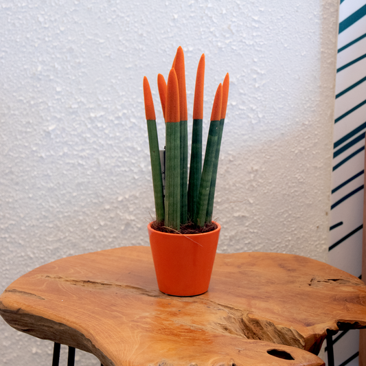 Snake Plant Velvet Touch - Sansevieria cylindrica - Height 20-40cm - ⌀9cm