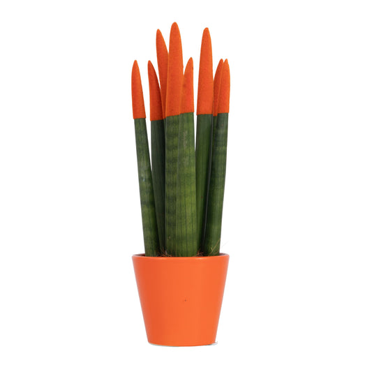 Snake Plant Velvet Touch - Sansevieria cylindrica - Height 20-40cm - ⌀9cm