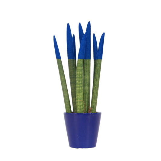 Snake Plant Velvet Touch - Sansevieria cylindrica - Height 20-40cm - ⌀9cm