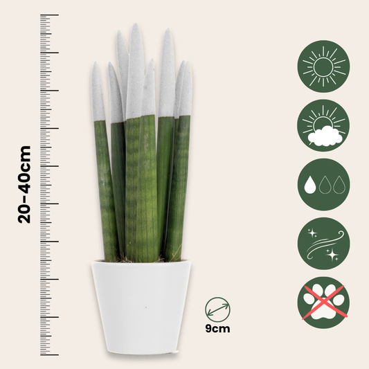 Snake Plant Velvet Touch - Sansevieria cylindrica - Height 20-40cm - ⌀9cm