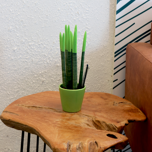 Snake Plant Velvet Touch - Sansevieria cylindrica - Height 20-40cm - ⌀9cm