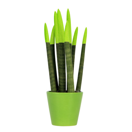 Snake Plant Velvet Touch - Sansevieria cylindrica - Height 20-40cm - ⌀9cm