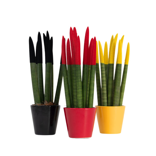 Snake Plant Velvet Touch - 3 pcs. - Sansevieria cylindrica - H20-40cm - ⌀9cm