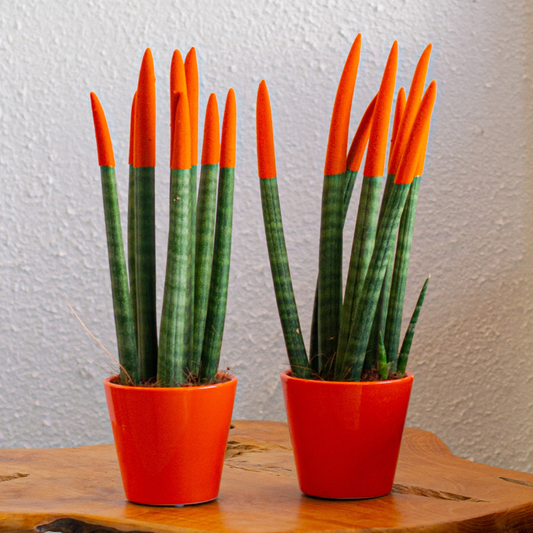 Snake Plant Velvet Touch - 2 pcs. - Sansevieria cylindrica - H20-40cm - ⌀9cm