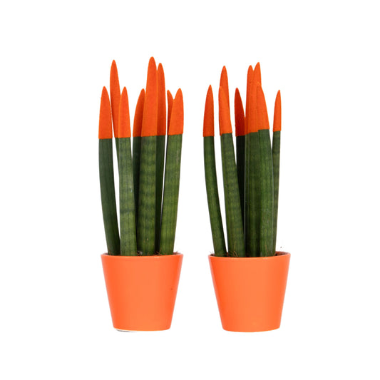 Snake Plant Velvet Touch - 2 pcs. - Sansevieria cylindrica - H20-40cm - ⌀9cm