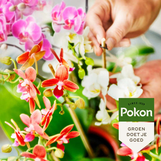 Pokon liquid plant food - Orchids - 250ml