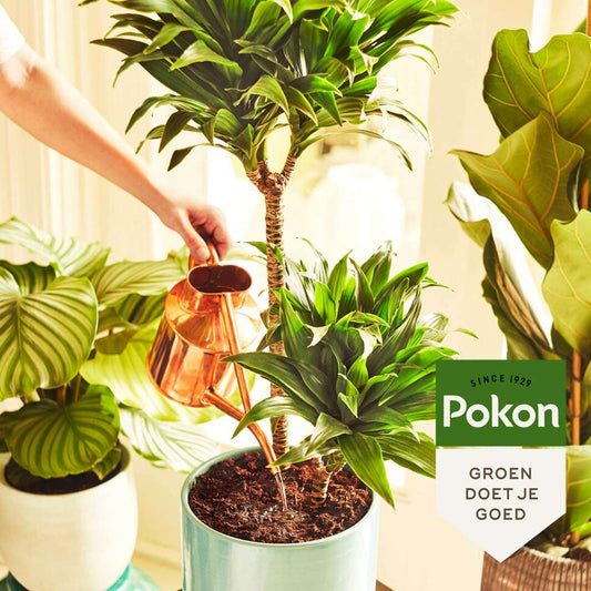 Pokon houseplant food powder – 100 grams