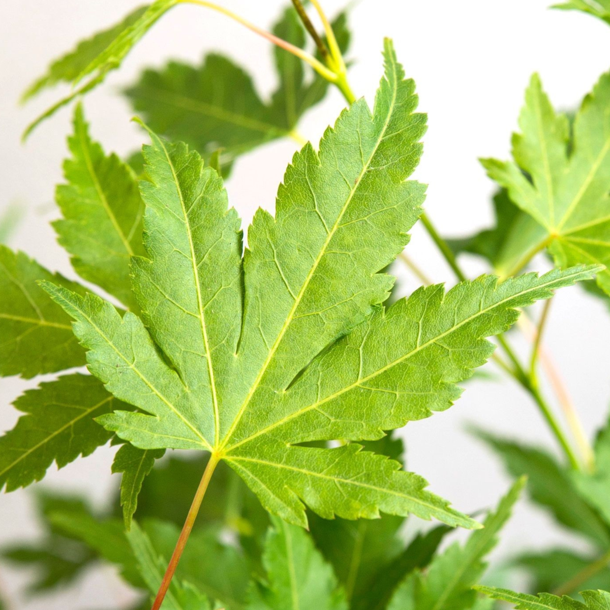 Japanese maple - Acer palmatum 'Going Green' - Height 25-40cm - ⌀10,5cm