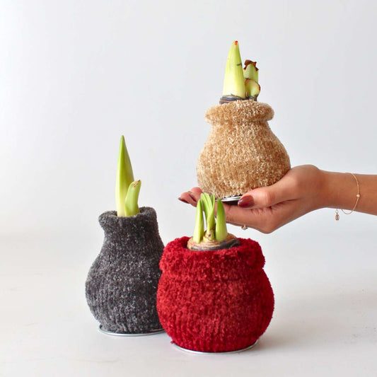 Amaryllis - Hippeastrum 'Cozy Teddy Gold' - Flower Bulb - Red