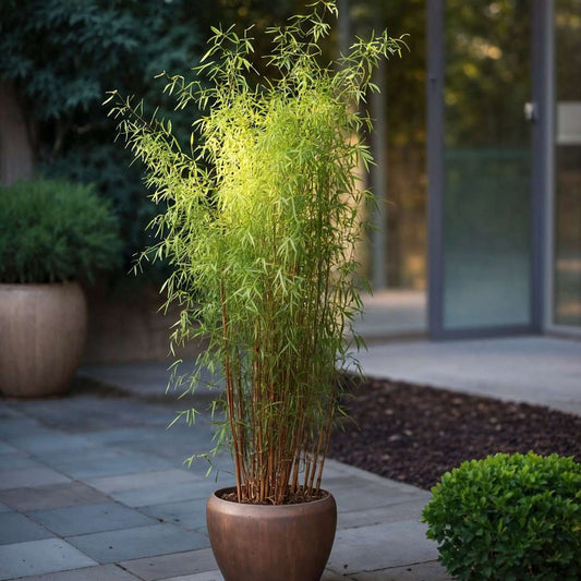What is non-invasive bamboo?