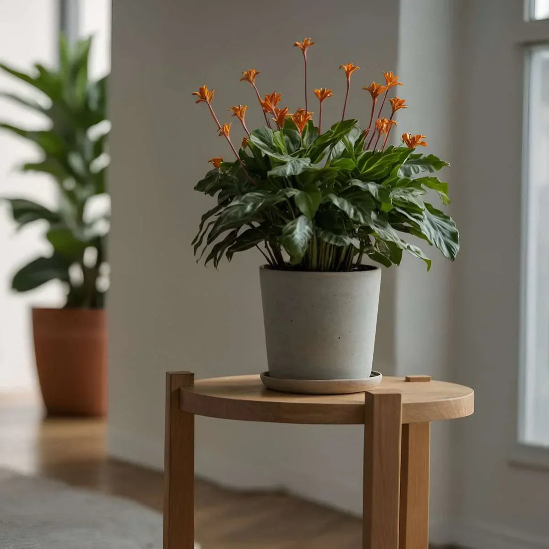 Plant Care in Winter: How They Survive the Darker Months