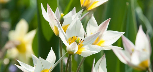 Invest in colour with flower bulbs!