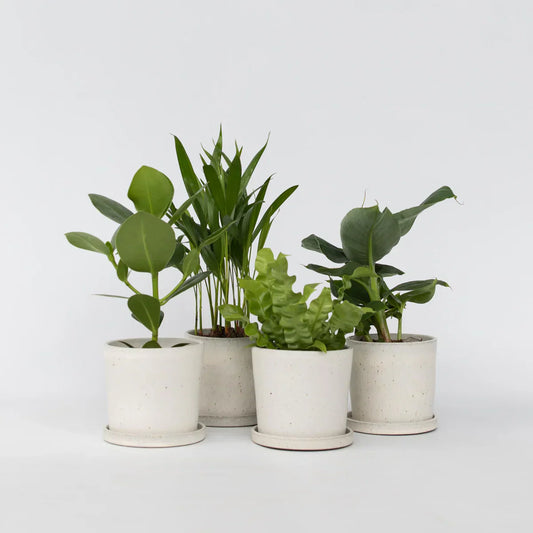 Top 5 Low-Maintenance Plants for Students