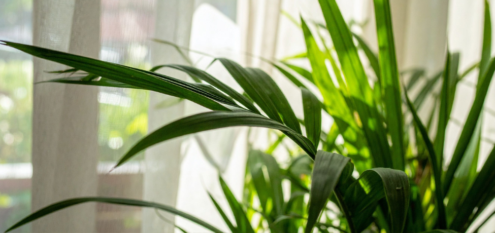 Why indoor palms are the perfect houseplants