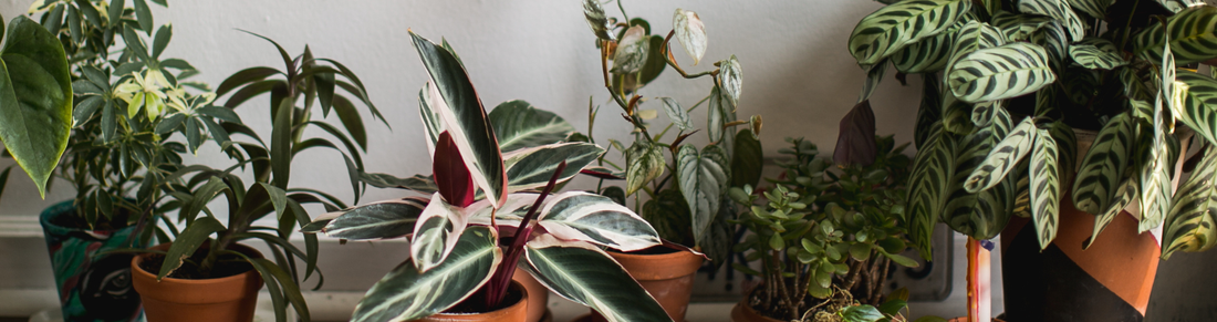 Plant Care in Winter: How They Survive the Darker Months
