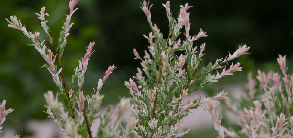 Discover the beauty of salix willow